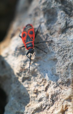 Pyrrhocoris apterus