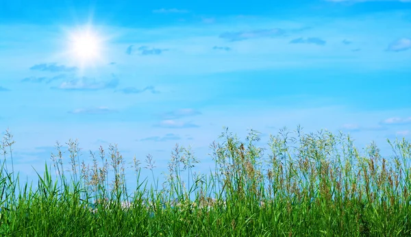 Cielo de verano y hierba — Foto de Stock