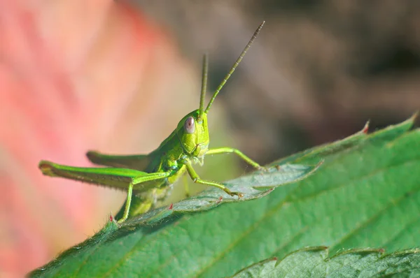 Zelená kobylka na zelených listech — Stock fotografie