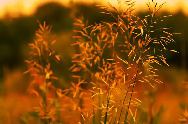 Planta de campo iluminada pelo sol — Fotografia de Stock