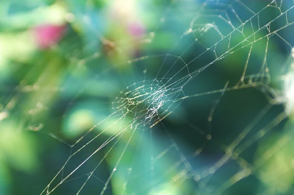 stock image Thin cobweb on a background of green foliage