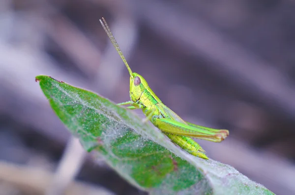 Bright grasshopper — Stock Photo, Image