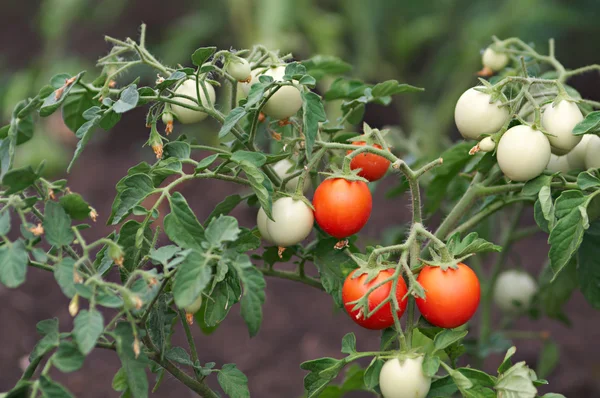 Rijpe tomaten op een tak Rechtenvrije Stockafbeeldingen
