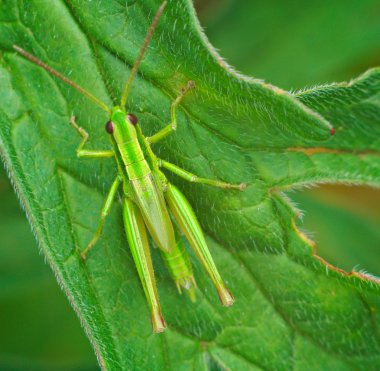 Big green grasshopper on the leaves clipart