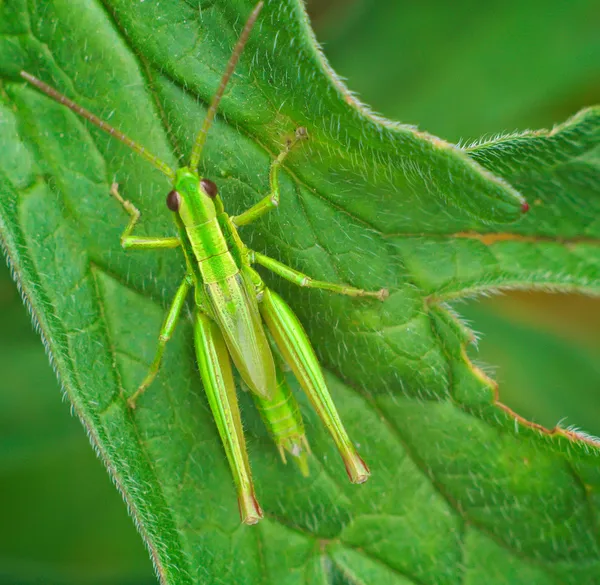 Big green grasshopper on the leaves — Stock Photo, Image