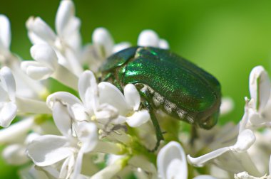 büyük yeşil cetonia aurata