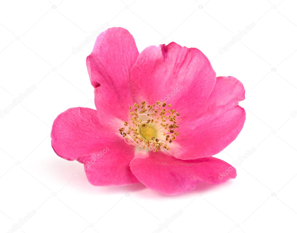 Large flower pink wild rose
