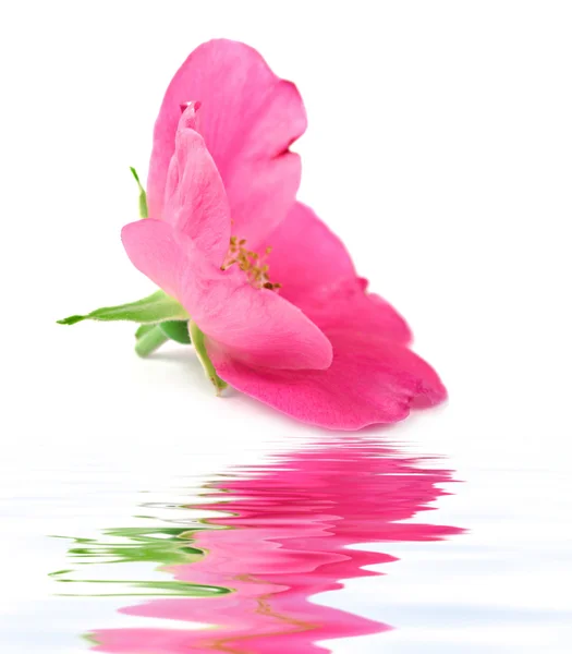 Różowy kwiat róży i refleksji — Zdjęcie stockowe