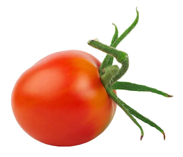 Tomate único — Fotografia de Stock