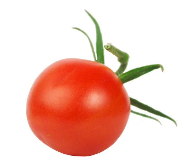 Perfect ripe tomato on white — Stock Photo, Image