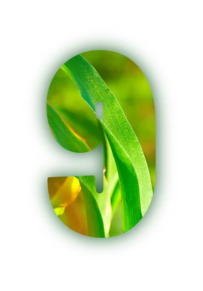 Plant digits — Stock Photo, Image