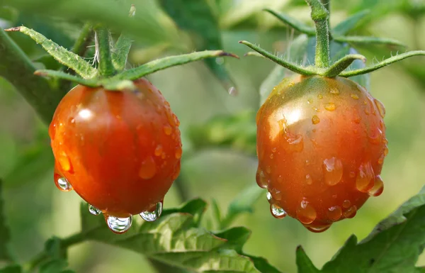 Ripe wet tomatoes on plant — Stock Photo, Image