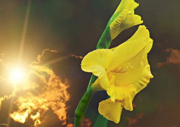 Grand gladiole jaune — Photo