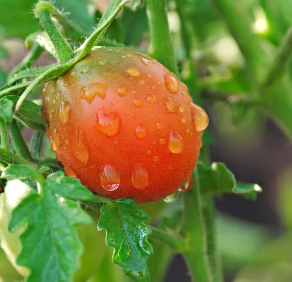 stock image Tomato beauty