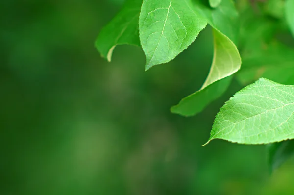 Albero foglie sfondo — Foto Stock