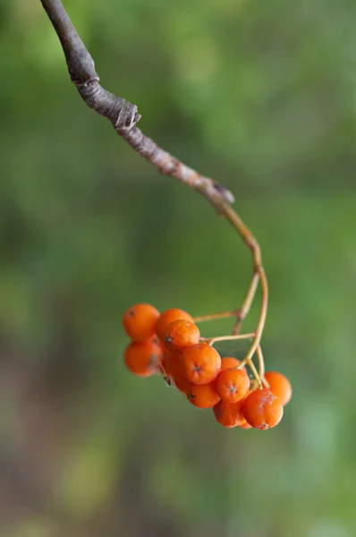 Попелясті гілки зі стиглими ягодами — стокове фото