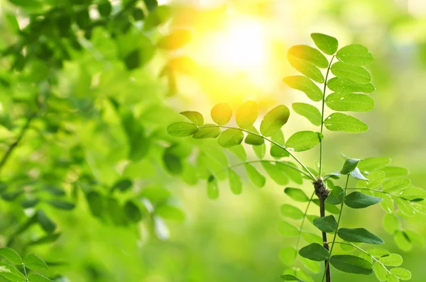 Acacia leaves in summer sunshine — Stock Photo, Image