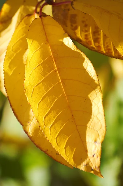 黄色树叶在秋天树上 — 图库照片