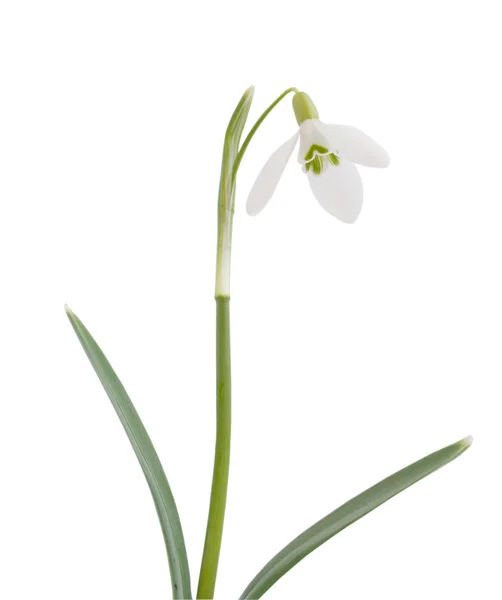 Snowdrop on a white background — Stock Photo, Image