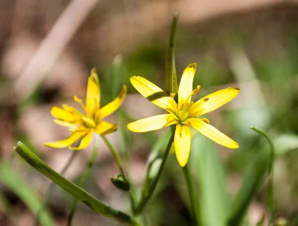 The first flowers of spring — Stock Photo, Image
