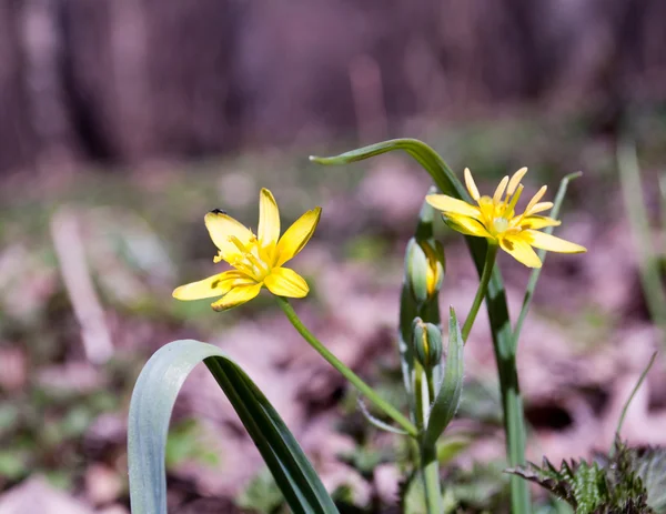 Die ersten Blumen des Frühlings — Stockfoto