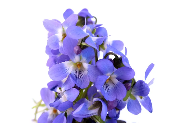 Blommor violer — Stockfoto