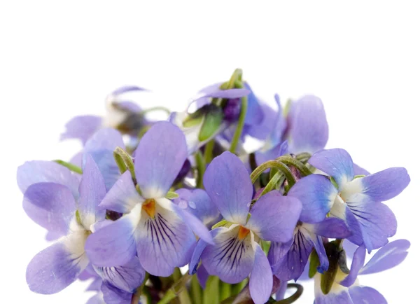 stock image Wood violet