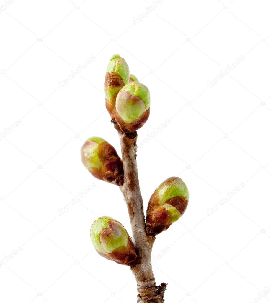 Branch of a tree with buds