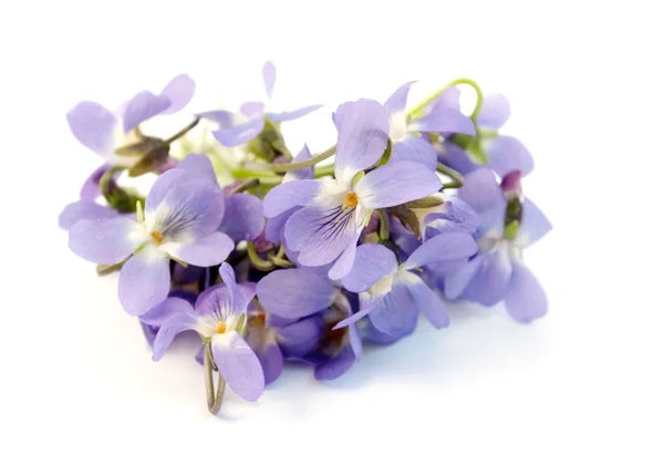 Madera violeta — Foto de Stock