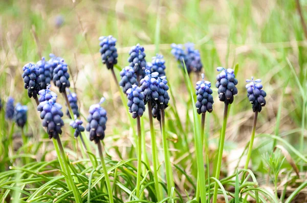 Stock image Meadow flowers