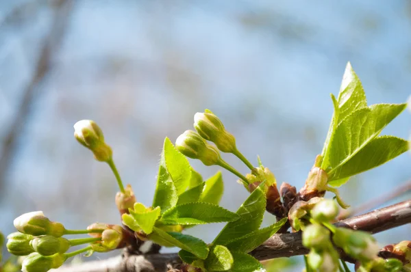 Flores de cerezo con hojas — Foto de Stock