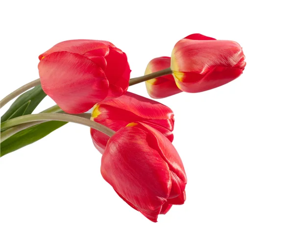 Strauß roter Tulpen — Stockfoto