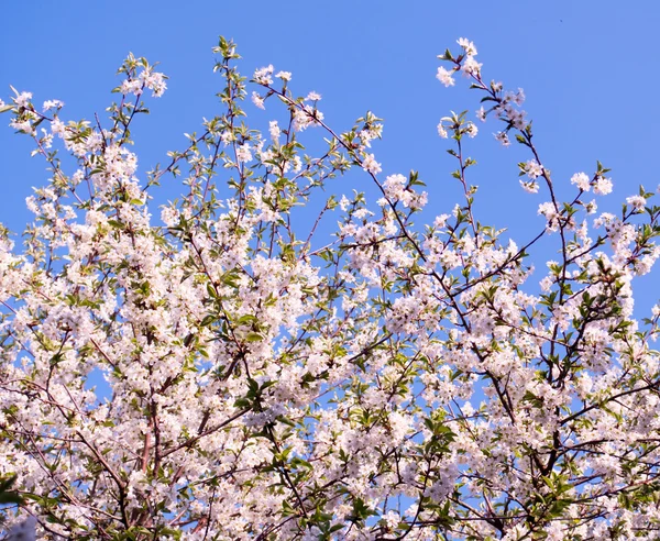 Blossoming trees — Stock Photo, Image