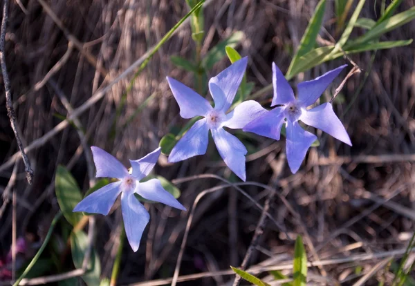 stock image Flower vinca