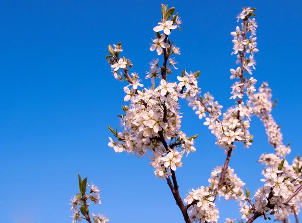 Blossoming trees — Stock Photo, Image