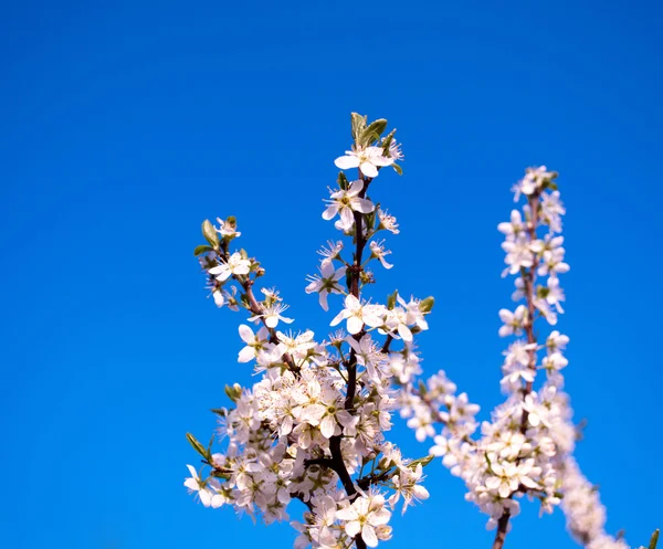 Blommande träd — Stockfoto