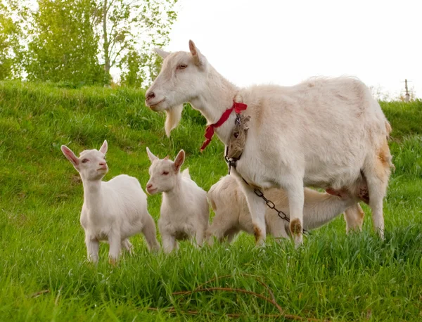 Pasły się kozy — Zdjęcie stockowe