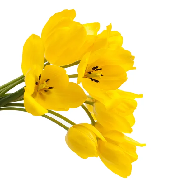 Ramo tulipanes amarillos —  Fotos de Stock