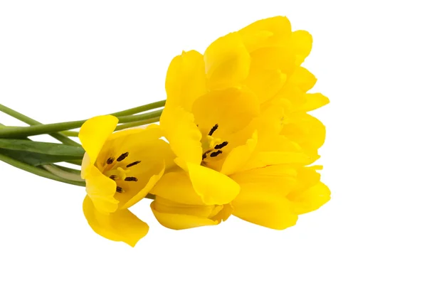 Csokor sárga tulipán — Stock Fotó