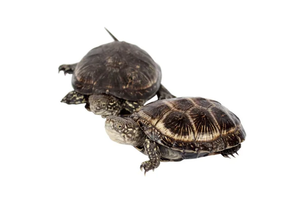 Två sköldpadda — Stockfoto