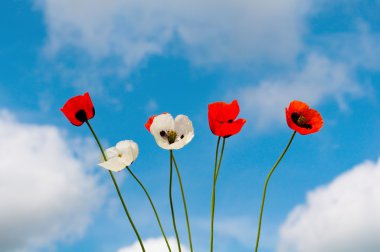 Poppies mavi gökyüzü