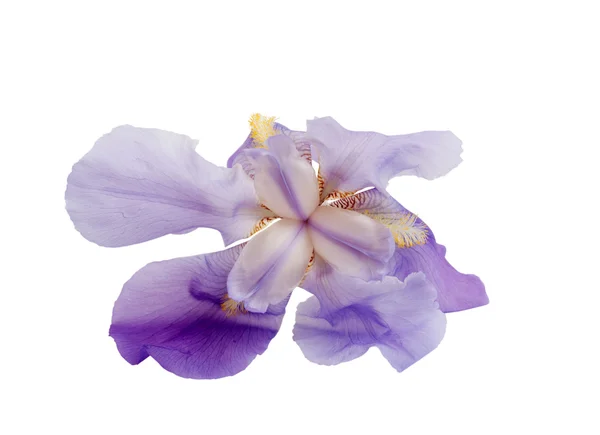 Bloem een iris — Stockfoto