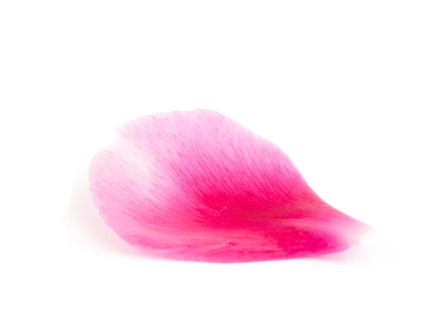 stock image Flower petal