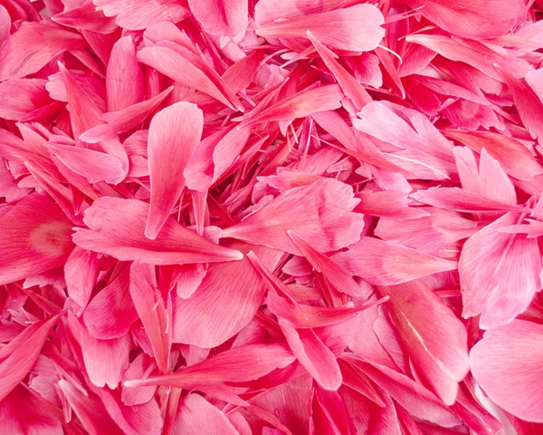 Flower petals — Stock Photo, Image