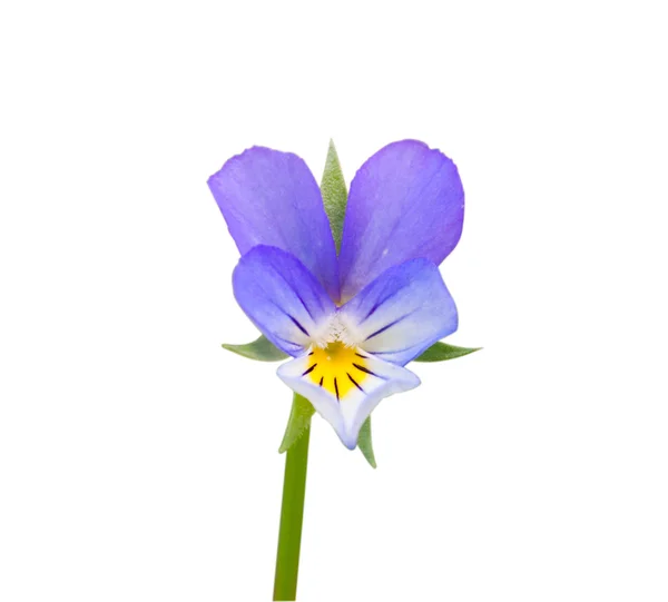 Květinové macešky — Stock fotografie