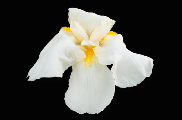 Blume eine Iris — Stockfoto