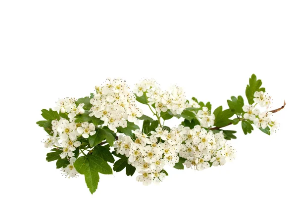 Tak met witte bloemen — Stockfoto