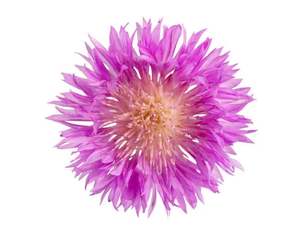Leylak çiçeği — Stok fotoğraf