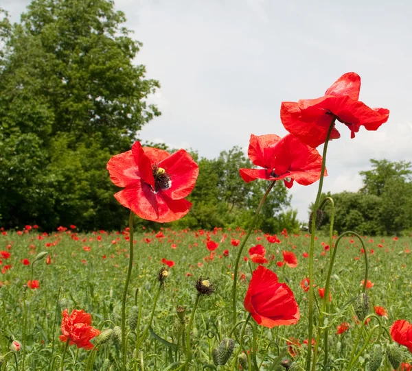 stock image Red poppies