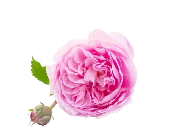 stock image Rose